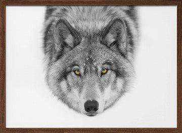 Yellow Eyed Wolf Gaze | Poster - Walnut Frame Interior