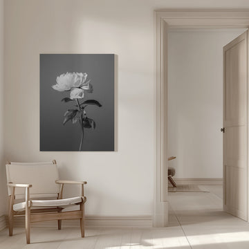 Monochrome Peony Flower | Canvas - Room Interior 1