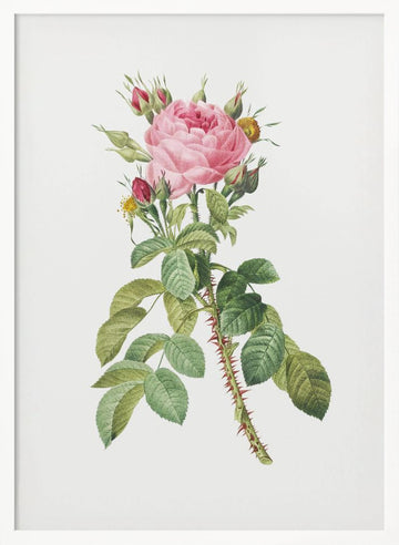 Rosa Bifera Macrocarpa, Les Roses (1817–1824) | Poster - White Frame Interior