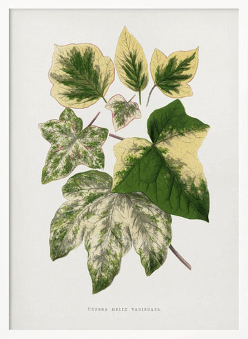 Green Leaf Illustration | Poster - White Frame Interior