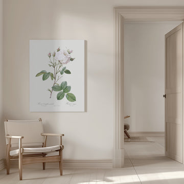Cabbage Rose White Provence, Les Roses (1817–1824) | Canvas - Room Interior 1