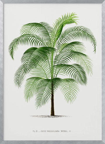 Xi Cocos Weddeliana | Poster - Silver Frame Interior