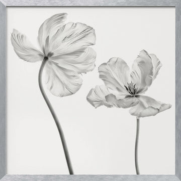 Graceful Monochrome Tulips | Poster - Silver Frame Interior