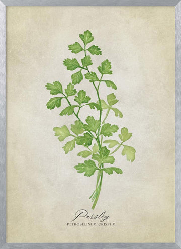 Green Parsley Botanical | Poster - Silver Frame Interior