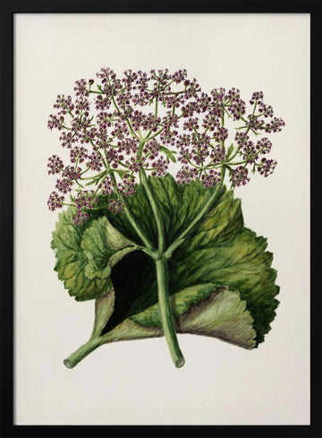 Antique Plant Ii Drawn By Sarah Featon (1848–1927) | Poster - Black Metal Frame Interior