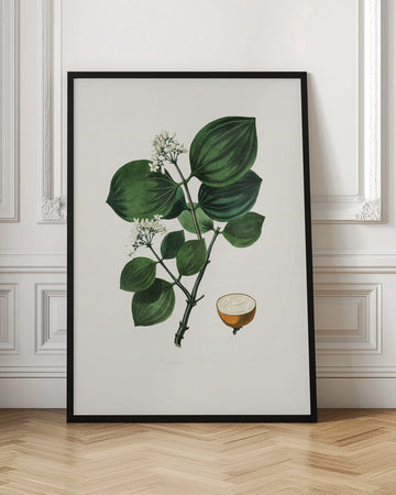 Poison Nu (strychnos Nux Vomica) Medical Botany | Poster - Room Interior 1