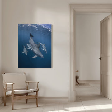 Graceful Dolphins Blue Depths | Canvas - Room Interior 1