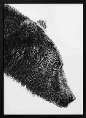 Grizzly Bear Profile | Poster - Black Metal Frame Interior