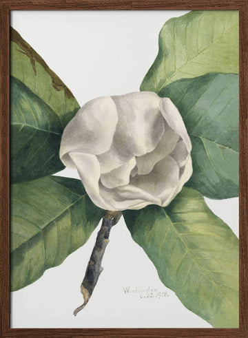 Southern Magnolia (1918) | Poster - Walnut Frame Interior
