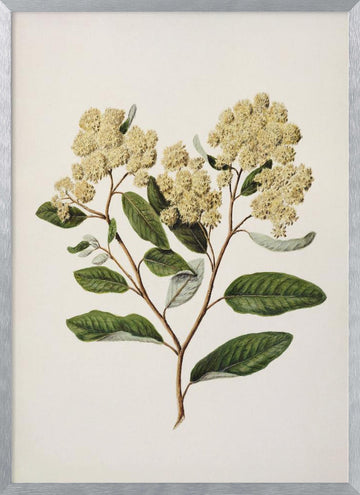 Kumarahou Drawn By Sarah Featon (1848–1927 | Poster - Silver Frame Interior