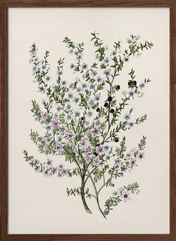Manuk Drawn By Sarah Featon(1848   1927) | Poster - Walnut Frame Interior