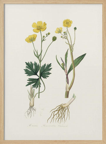 Lesser Spearwort (ranunculus Flammula) Medical Botany | Poster - Wood Frame Interior