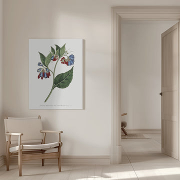 Symphyum Asperrim 1806   Flower Garden Displayed By Francis Sansom | Canvas - Room Interior 1