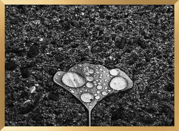 Ginkgo Leaf Water Drops | Poster - Gold Frame Interior