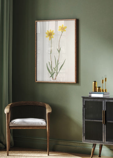 Woolly Arnica From North American Wildflowers (1925) By Mary Vaux Walcott | Poster - Room Interior 2