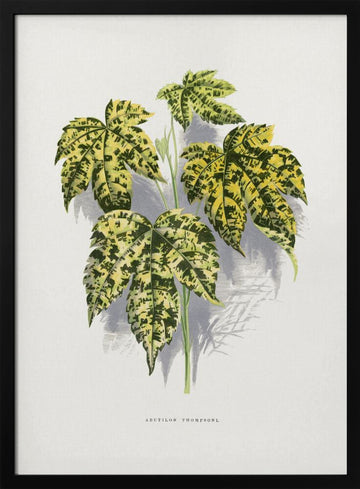 Abutilon Thompsoni Leaf Illustration | Poster - Black Metal Frame Interior