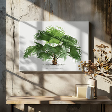 Livistona C | Canvas - Room Interior 2