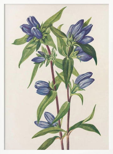 Bottle Gentian From North American Wildflowers (1925) By Mary Vaux Walcott | Poster - White Frame Interior