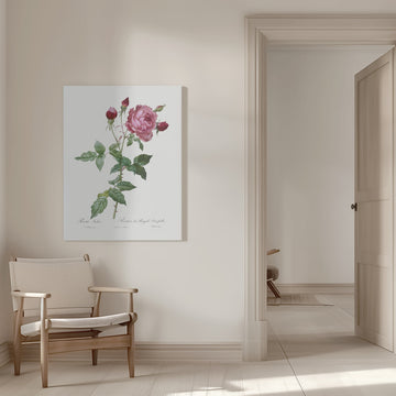 Provence Rose, Les Roses (1817–1824) | Canvas - Room Interior 1