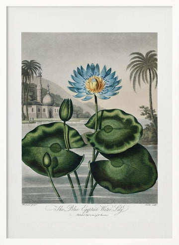 The Blue Egyptian Water-Lily from The Temple of Flora (1807) | Poster - White Frame Interior