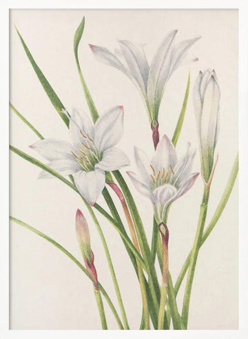 Atamasco Lily From North American Wildflowers (1925) By Mary Vaux Walcott | Poster - White Frame Interior