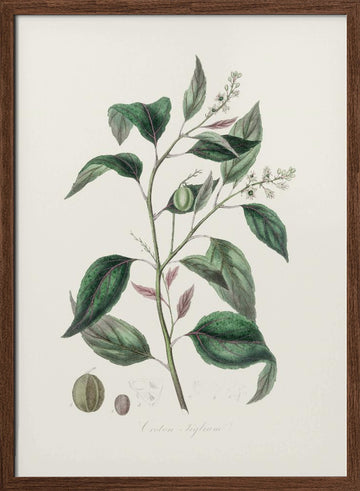 Purging Croton (croton Tiglium) Medical Botany | Poster - Walnut Frame Interior