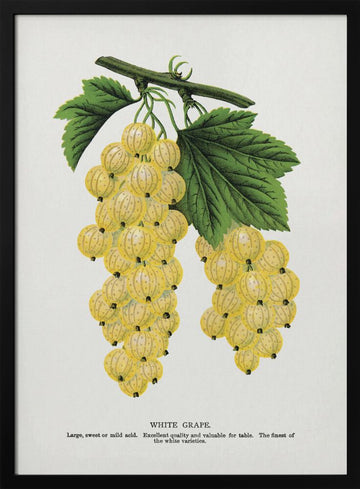 White Grape Lithograph | Poster - Black Metal Frame Interior