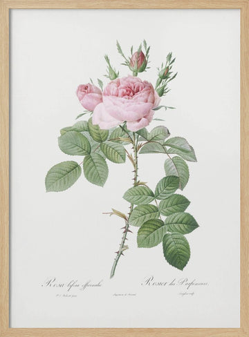 Rosa Bifera Officinalis,les Roses (1817–1824) | Poster - Wood Frame Interior