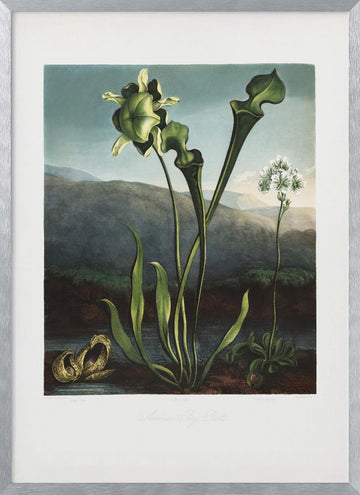 American Bog Plants from The Temple of Flora (1807) | Poster - Silver Frame Interior