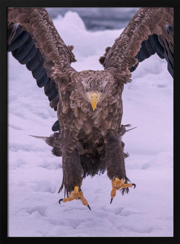 Powerful Eagle Winter Landing | Poster - Black Metal Frame Interior