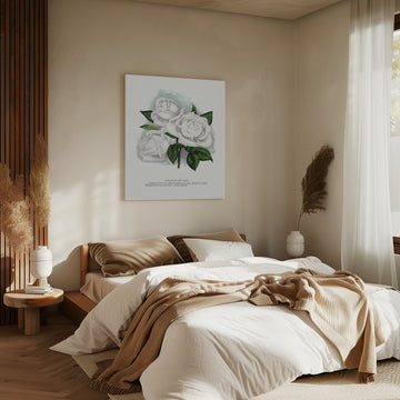 White Rose, Coquette Des Alps Lithograph | Canvas - Room Interior 2