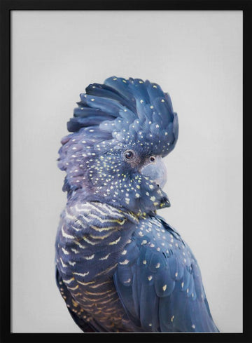 Black Cockatoo | Poster - Black Metal Frame Interior