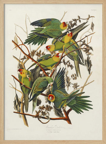 Carolina Parrot From Birds of America (1827) | Poster - Wood Frame Interior