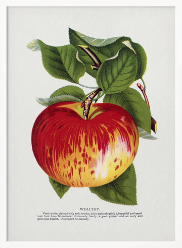 Wealthy Apple Lithograph | Poster - White Frame Interior