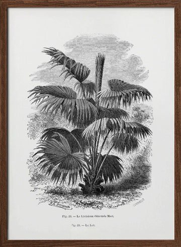 Vintage Palm Tree Drawing Xii | Poster - Walnut Frame Interior