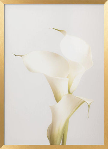 Elegant Calla Lilies | Poster - Gold Frame Interior
