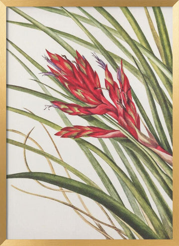 Quill Leaf Tillandsia From North American Wildflowers (1925) By Mary Vaux Walcott | Poster - Gold Frame Interior