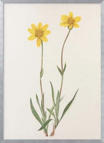 Woolly Arnica From North American Wildflowers (1925) By Mary Vaux Walcott | Poster - Silver Frame Interior