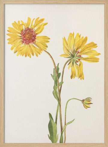 Perennial Gaillardia From North American Wildflowers (1925) By Mary Vaux Walcott. | Poster - Wood Frame Interior
