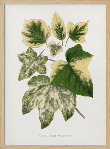 Green Leaf Illustration | Poster - Wood Frame Interior