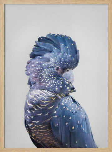 Black Cockatoo | Poster - Wood Frame Interior