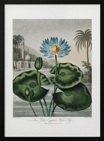 The Blue Egyptian Water-Lily from The Temple of Flora (1807) | Poster - Black Metal Frame Interior
