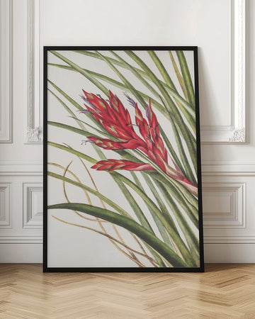 Quill Leaf Tillandsia From North American Wildflowers (1925) By Mary Vaux Walcott | Poster - Room Interior 1