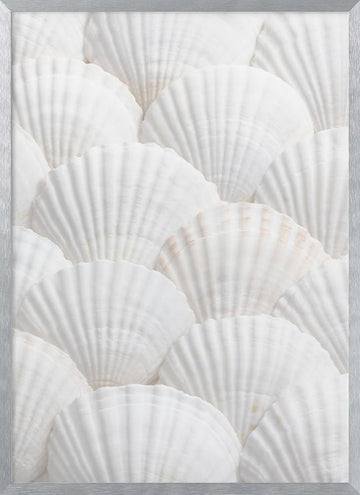 Pristine White Scallops | Poster - Silver Frame Interior