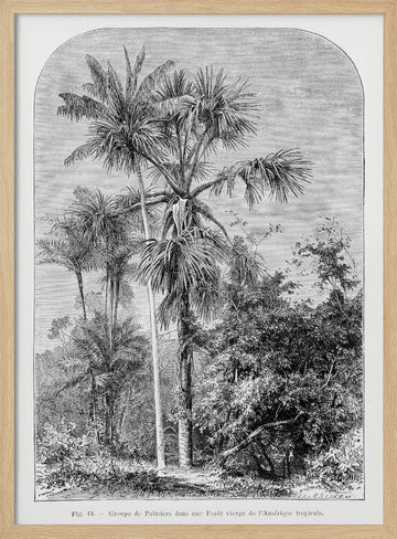 Vintage Palm Tree Drawing Iv | Poster - Wood Frame Interior