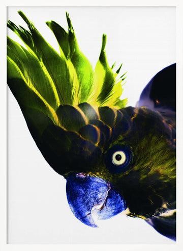 Vivid Bird Glance | Poster - White Frame Interior