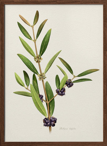 Elegant Berry Branch | Poster - Walnut Frame Interior