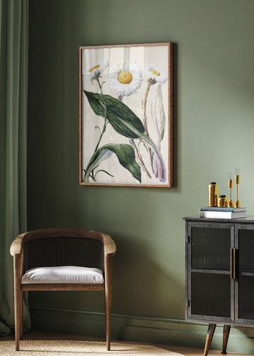 New Zealand Mountain Daisies Drawn By Sarah Featon (1848–1927 | Poster - Room Interior 2