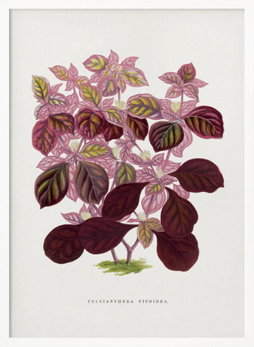 Pink Teleianthera Ficoidea Leaf Illustration | Poster - White Frame Interior