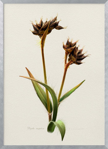 Detailed Botanical Study | Poster - Silver Frame Interior